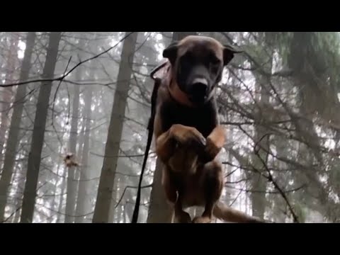 Belgian Malinois, Amazing Athlete