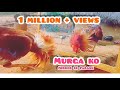 Mirror Prank Murga Hilarious Reaction