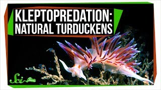 Kleptopredation: Natural Turduckens
