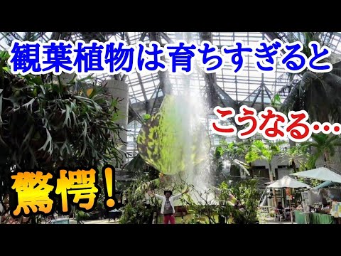 ケイパーブッシュ 植物