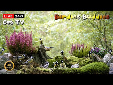 🔴24/7 LIVE Cat TV 😺 Feathered Friends & Free Seeds 🐦🌿