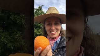 Seville (Sour) Oranges Are Delicious!🍊Mission Garden