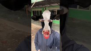 Download lagu Suara sapi mp3