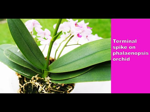 Terminal spike on phalaenopsis orchid - experiment