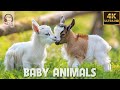 Baby Animals - Amazing World Of Young Animals | 4K Scenic Relaxation Film (60FPS)🌿