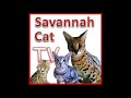 Savannah - Savannah Cat TV - Cats have fun with a box (funny)