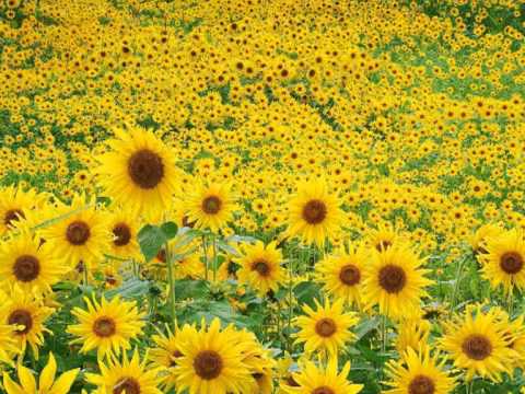 apologia tanguera - djdom.mp4