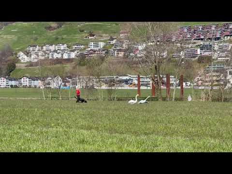 2021 Schwanenvergrämungs-Versuch Airport Buochs