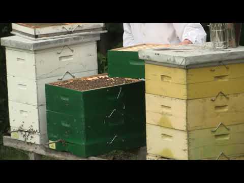 Boja meda ep. 107 24.03.2020. NAJAVA