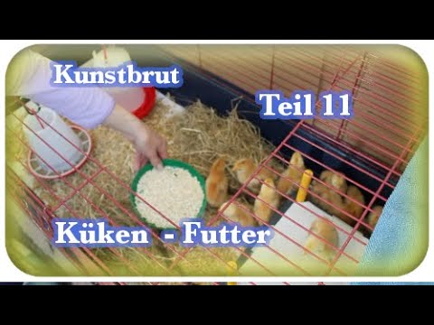 Hühner Kunstbrut | Teil 11 | Küken - Futter | 🐣