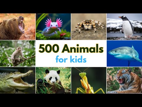 500 Animals for Kids | Learn Animal Names with 500 Animal Flashcards for Kids