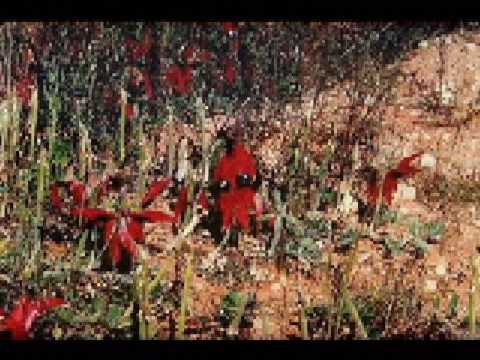 Nina Verlingieri Song of Australia