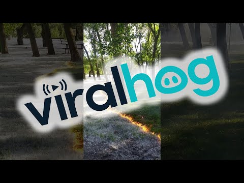Mesmerizing Poplar Fluff Fire Sweeps Through Park || ViralHog