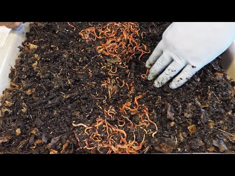 Densly populated worm bin's 1st feeding at 10 days of age - vermicomposting