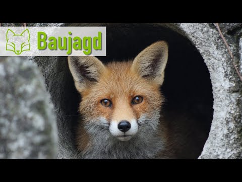 Building hunt - with chimney sweep and gardener