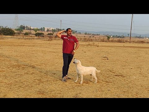 Indrajeet Jadhav Unnraj kennel #Unnraj_Kennel_Labradors#labrador #showdogs