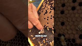 Download lagu This Farmer Deliberately Destroys Queen Bee Eggs — The Reason Is Amazing! mp3 Download lagu This Farmer Deliberately Destroys Queen Bee Eggs — The Reason Is Amazing! mp3