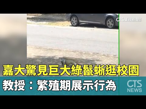 嘉大驚見巨大綠鬣蜥逛校園　教授：繁殖期展示行為