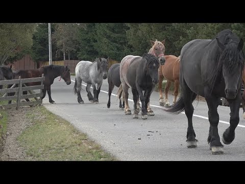 Caii lui Osi de la Belis, Cluj - 2018