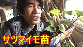 サツマイモの苗を植えたのだ！そう！獰猛にね！