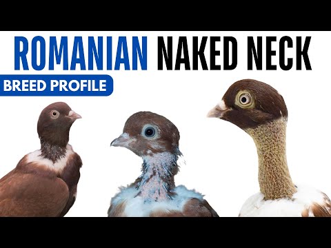 Romanian Naked Neck pigeon breed profile
