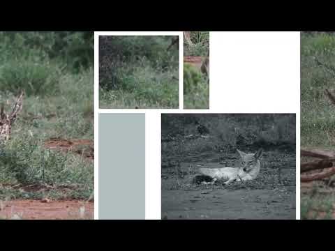 RHULANI MINUTE SAFARI - Two mischievous jackals