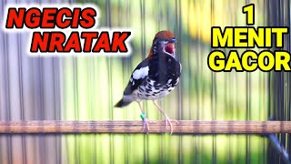 Download lagu PANCINGAN anis kembang NGECIS NRATAK memanggil jantan mp3