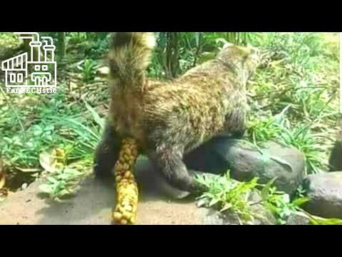 Ever Wondered How Kopi Luwak Coffee Is Made?! Join us on this FanTECHstic Factory Tour!