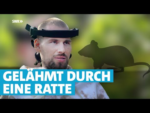 Rattenbiss-Fieber verursacht Querschnittslähmung bei früherem Landwirt Jan Böhm