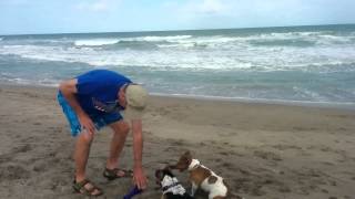 preview picture of video 'Papa dog and his son, Jensen Beach, FL'