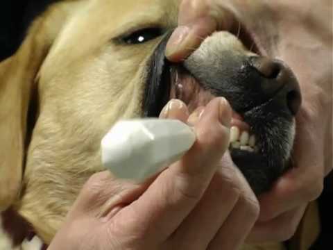 comment nettoyer les dents d'un yorkshire