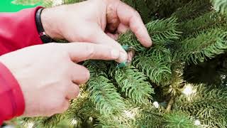 How To Fix Pre Lit Christmas Tree Lights- Ace Hardware