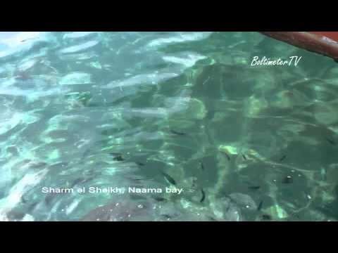 Fishes in the Red Sea. Sharm el Sheikh, Naama bay - 1