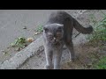 Grey Cat Still Meows On The Street
