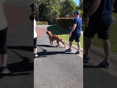 The Pack Whisperer (Read Profile First) video.
