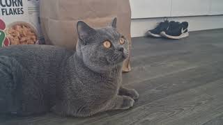 Download lagu Are you thinking of buying a British Shorthair Cat? 💙 mp3