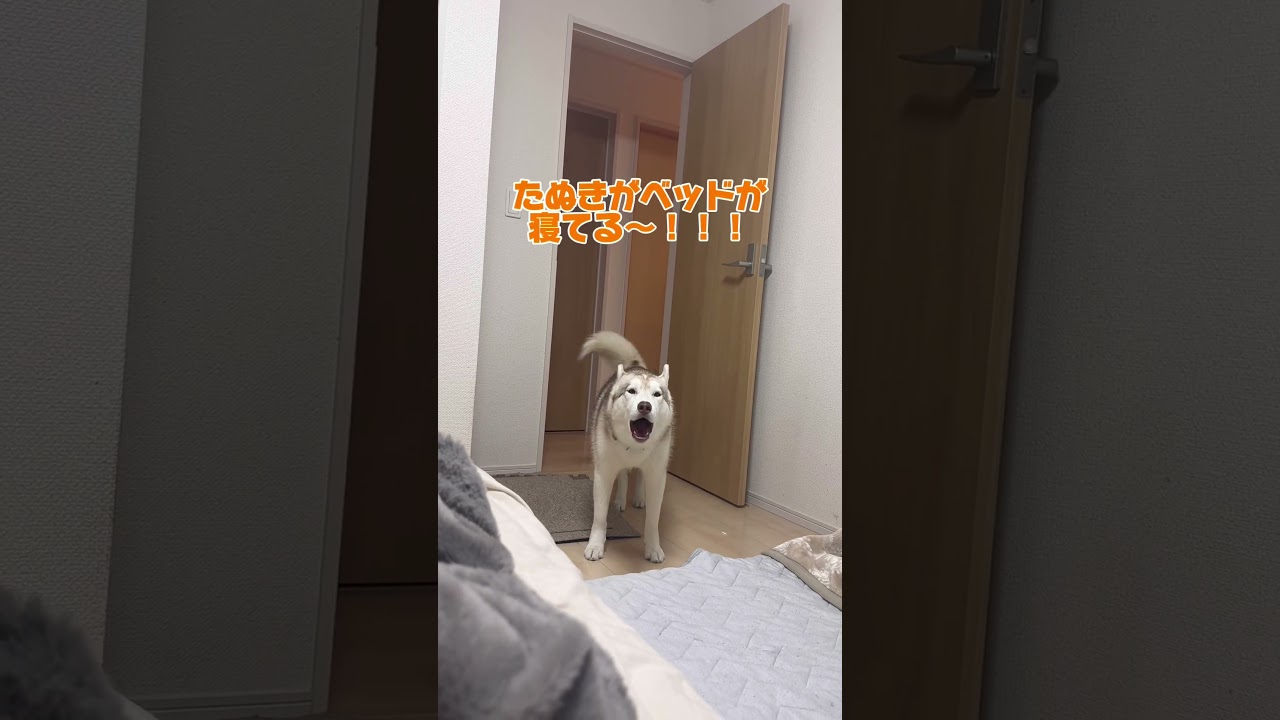 【ハスキーズ】煽るモニカ、怒るニコ、優しい善丸 #善スタショート #お喋りハスキー #シベリアンハスキー