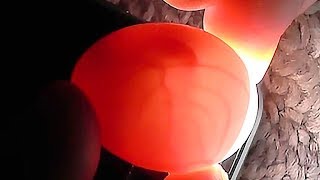 Разведение попугаев осень зима 2017 №5 Как и зачем просвечивать яйца. Первое яйцо пищит