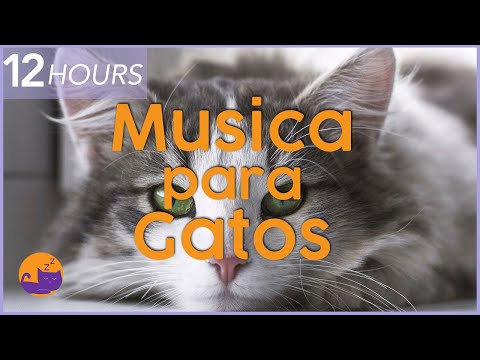 ✨Música mágica para gatos ✨ RELAJACIÓN EXTREMA en un instante (NUEVO)