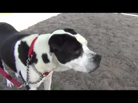 Please rescue sweet Dutchess!