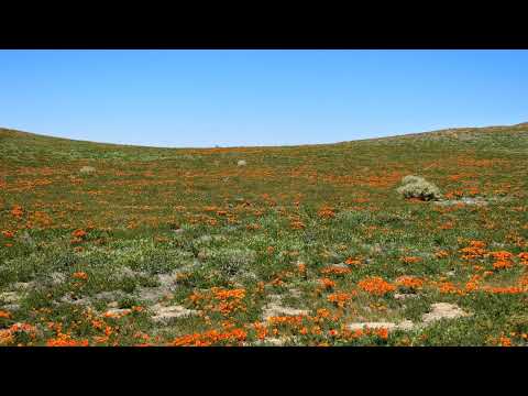 Nityam Bhagavata Sevaya - SB 5.26.38-39 by HG Srinivas Gopal das