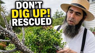 Plant THIS Near Your Lemon Tree—Pests Will Disappear!