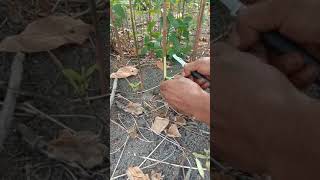 Download lagu Teknik Okulasi Bibit karet.. #Cara cepat dan Mudah Okulasi /Tempel BibitKaret mp3 Download lagu Teknik Okulasi Bibit karet.. #Cara cepat dan Mudah Okulasi /Tempel BibitKaret mp3