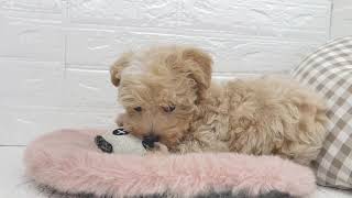 ハーフ犬の動画01