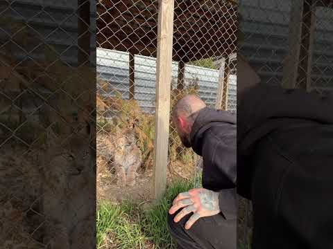 Lynx is afraid of Alex terrible's growl