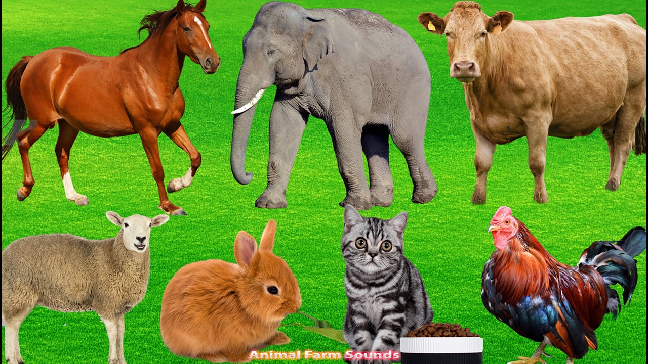 Funny Farm Animals: Chicken, Cat, Sheep, Buffalo, Duck, Pig, Goat, Dog – Animal Video