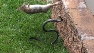 Если бы это не СНЯЛИ НА КАМЕРУ, никто бы не поверил - ЖИВОТНЫЕ СПАСАЮТ ДРУГ ДРУГА 2 часть