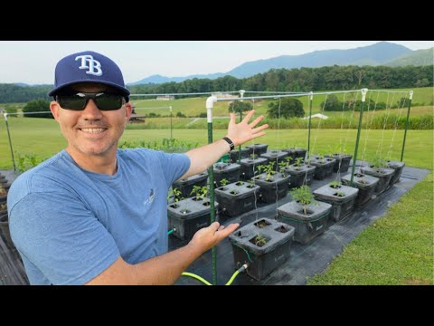A Trellis To Make You Jealous | Tennessee Backyard Garden Tour