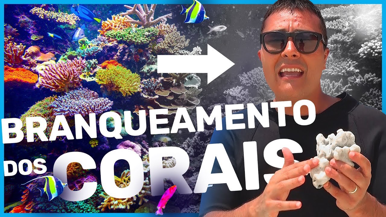 O que é branqueamento dos corais | Prof. Paulo Jubilut
