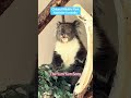 Koala Yum Yum Song